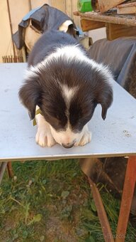 Border kolie - 10