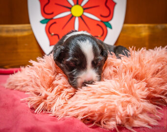 Border kolie s PP: - 10