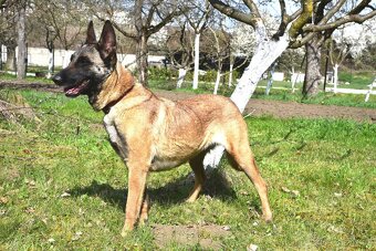 Malinoiska Naomi hledá domov - 10