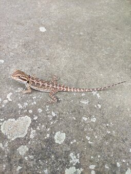 agama vousatá, terárium - 10