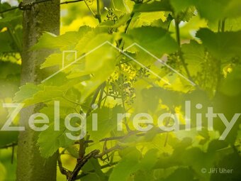 Prodej, Svatobořice-Mistřín, sad/vinice 3501m2 - 10