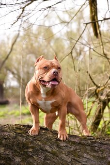Psík American Bully s pp (ABKC) - 10