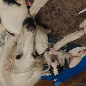 Barzoj ruský chrt s PP - 10