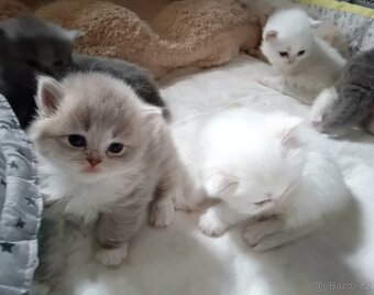 Britská koťátka s PP - 10