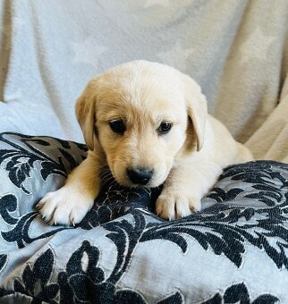 štěňata labrador a – připravena k odběru - 10