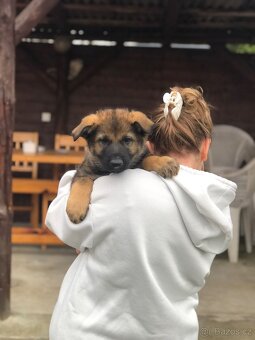 Stenata německého ovcaka - 10