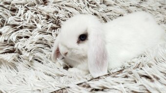 Zakrslý beránek, králíček, králík - FILIP - 10