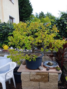 Lípa malolistá (Tilia cordata) bonsai - 10