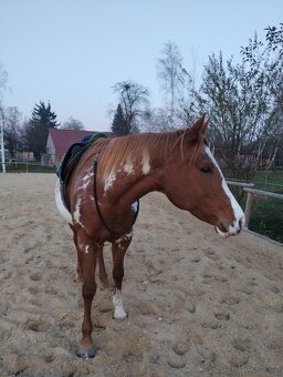 skokové sedlo kentaur Jupiter - 10