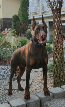 Doberman šteniatka s PP - 10
