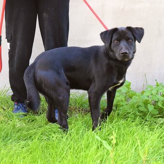 💓 Ducan – krásný černý bojovník s velkým srdcem - 10