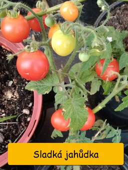 Semínka rajčata - různé druhy - 10