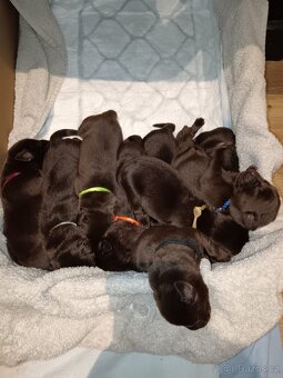 Štěňátka Labradora - 10