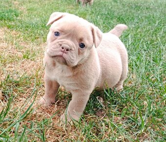 Staroanglický Bulldog, old english buldok, anglického tipu - 10