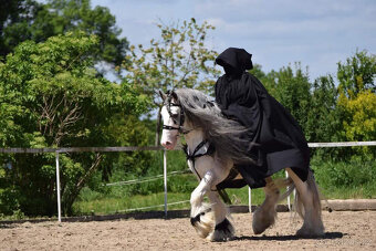 klisnička irský cob - 10