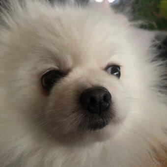 Pomeranuan štěňátko(mini)s Pp - 10