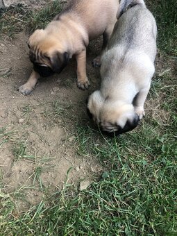 Mops štěňátka - 10