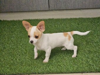 chihuahua stenatka - 10