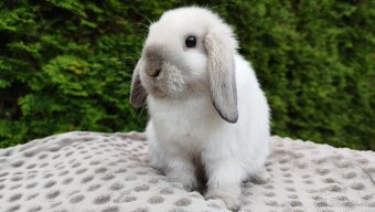 Zakrslý beránek, králíček, králík - JAMES - 10