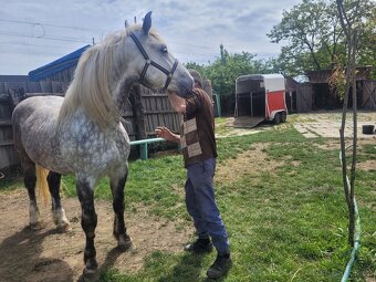 Predám ťažné kone a to Kobylu a Valacha všetko z papiermi - 10