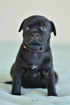 Staffordshire bullterier s pp FCI - 10