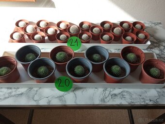 Kaktusy a sukulenty 30 Kč za kus - 10