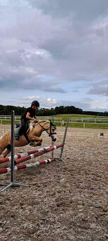 Pony S klisna 9 let 114 KVH – drezura/parkur/ZZVJ/výstavy/le - 10