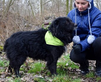 TICEAS K ADOPCI- 3 ROKY,TULÍCÍ ČERTÍK,HODNÝ,KLIDNÝ - 10