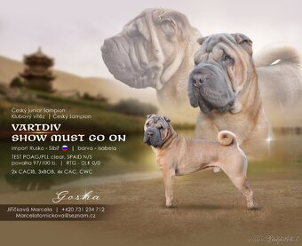 Sharpei,šarpej stěně s PP - 10