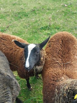Beran zwartbles - 10