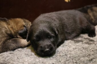 Německý ovčák štěňata s PP - 10
