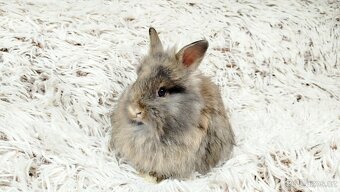 Zakrslý králík, králíček - HARRY - 10