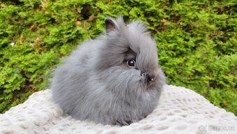 Zakrslý králík, králíček -(TEDDY)-OLINA A OLAF - 10
