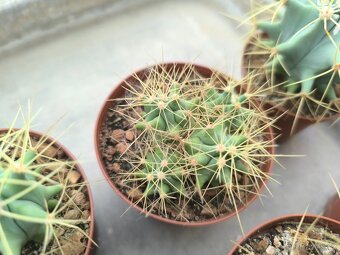 Kaktusy a sukulenty - 10