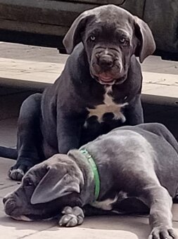 Cane Corso - 10