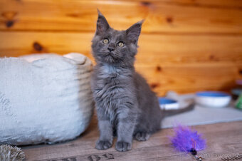 Mainská mývalí koťátka s PP - 10