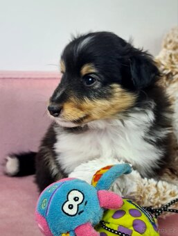 Sheltie Shetlandský ovčák - 10