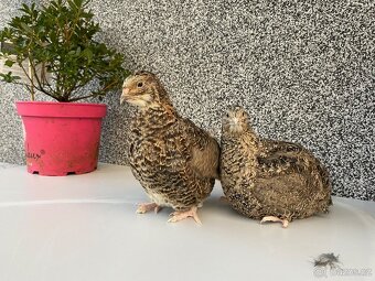 Prodej křepelek - 10