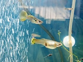 Paví očka Guppky Prachaticko - 10