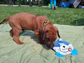 Rhodéský ridgeback - 10