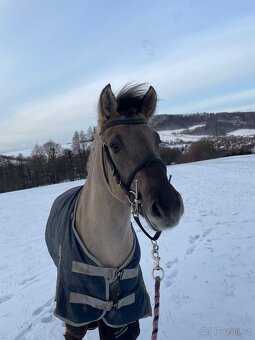 Pony valach - 10