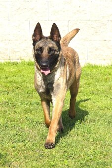 Malinoiska Naomi hledá domov - 10