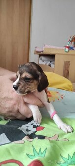 Štěňata bígl - 10