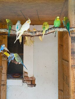 Prodám letošní mláďata korel a andulek - 10