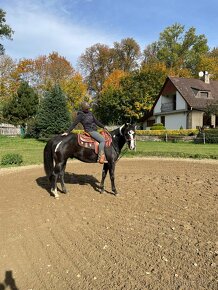 Připouštění APH Black Overo hřebcem - 10
