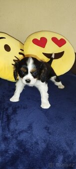 Cavalier king Španiel - 10