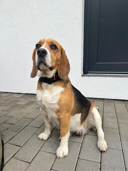 Beagle - 10