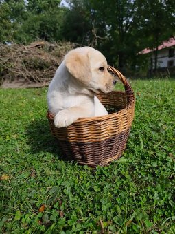 Labrador retrívr - 10