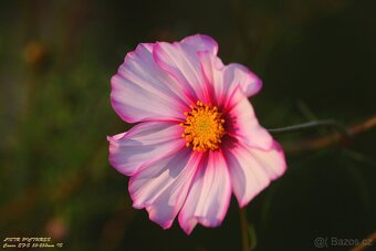 Canon EF-S 55-250 IS - 10