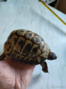 Želva zelenavá - skupina - 10